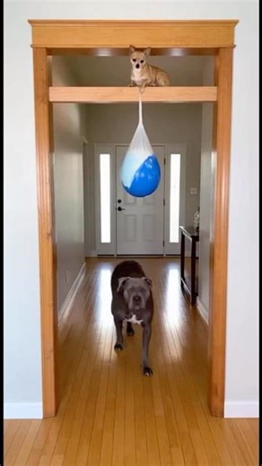 Prank with big dog 😂 #viral #funnyanimal #dog #pets