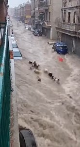 Dogs Trapped in Muddy Flash Flood After Market Destruction | Alone Story
