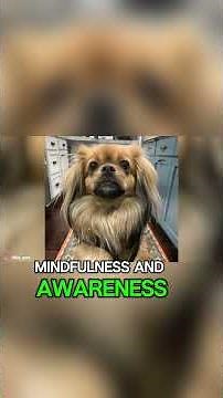 The Hidden Charm of the Tibetan Spaniel’s Ancient Roots | Dog Facts