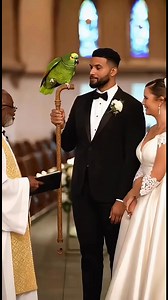 The priest asked the vow… The groom answered… Then the parrot exposed EVERYTHING 😳🦜 Facebook was NOT ready for this 😂 #SavageParrot #FunnyWedding #ParrotVideo #ViralReels #AnimalComedy | Savage Parrot
