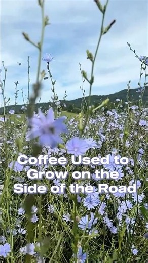 All about chicory - the wildflower that you can make into coffee!