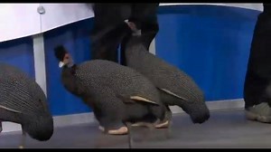 Zoo Day: Guinea Fowls