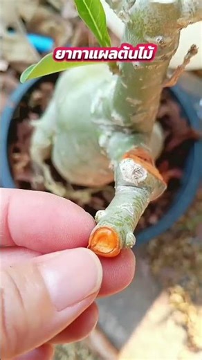 Tree paint to prevent branch rot from fungus. #PlantsThatImpress #HomeAndGarden #Adenium