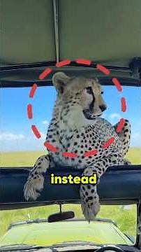 The Gentle Side of the World's Fastest Predator #Shorts #Wildlife #AnimalFacts