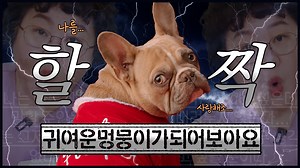 307K views · 3.5K reactions | ❤️남자들이여 귀여운 강아지가 되어보세요/자막을 넣을 수...