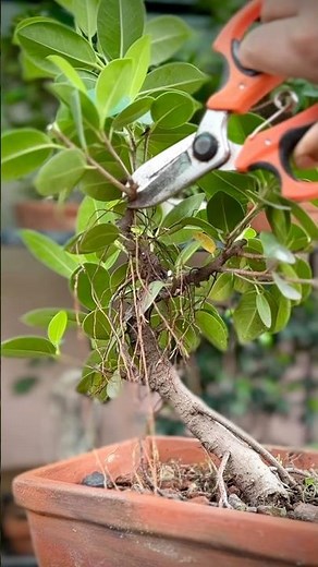 Pruning a Ficus Microcarpa Bonsai