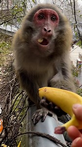 312K views · 2.1K reactions | Macaques swarm here hungrily every day as animal protection staffers bring fruits to them. #EcoFuture #FunChina | China Plus Culture | Facebook