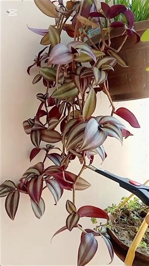 #planting #shorts #indoorplants