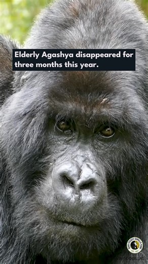 The Dian Fossey Gorilla Fund on Instagram: "Well, that was quite a surprise! 🤩 Elderly silverback Agashya disappeared for about three months this year, during which he lived alone and raised concerns about his health. Yet, gorillas never fail to surprise us. Agashya reappeared in his group on Nov. 30! 🥳 Agashya is an old silverback with an estimated age between 37 and 42 years. Agashya has been known since 2003, when he first entered the group and took the dominant position from the former lea