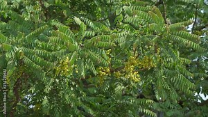 amla fruit green tree closeup nature indian gooseberry emblica medicine ayurvedic