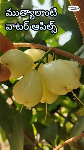 Pearly water apples. #pearlwhitewaterapple #waterapple #viralshorts2026 🙂