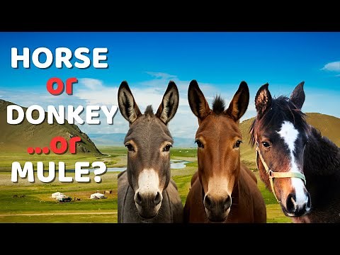 Horse vs Donkey vs Mule 🐴 | How to Tell Them Apart Once and for All?