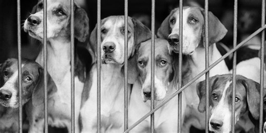 The CIA Turned 6 Dogs Into Remote-Controlled Killers—A Trial Run for a Far More Sinister Human Experiment