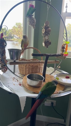 Extra Angus: Fun Sing-Along with a Charming Parrot