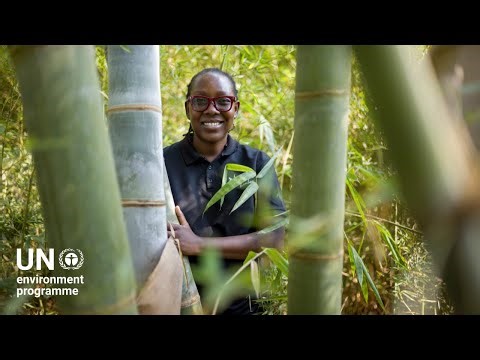 Meet bamboo, a wonder plant for ecosystem restoration