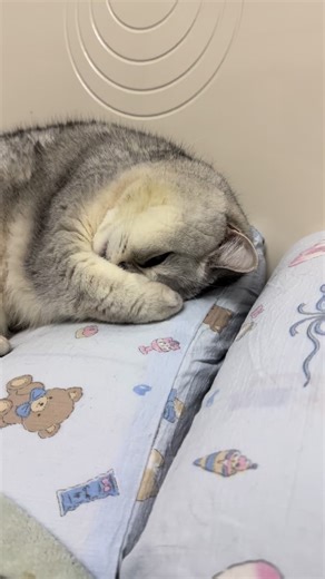 Why Do Cats Snore? Understanding Feline Sleep Sounds