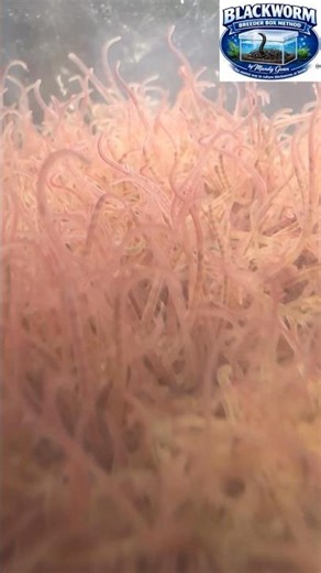 Blackworms | culture yours today!