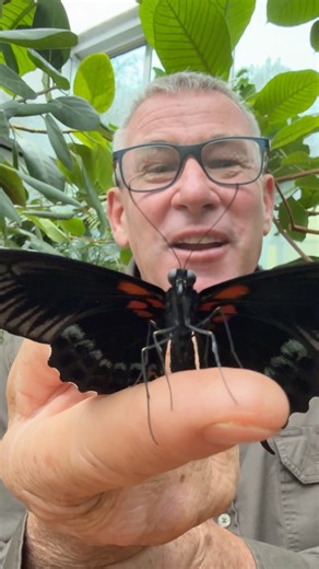 25K views · 734 reactions | Look closely at the compound eyes on this butterfly - finding them in your garden is always a great indicator of a solid ecosystem! 曆 #animal #conservation #awesome | Ivan Carter | Facebook