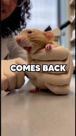 Animal Facts 4 - Rats can actually laugh