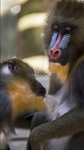 Mandrill: Cute but Jaw-Dropping Bite!