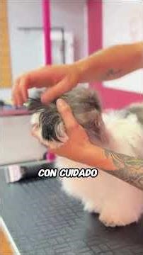 The secret to cutting a Shih Tzu's hair when the follicle is angled | dog grooming