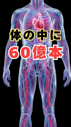 体の中に60億本⁉️知っていますか❓#血管 #血流 #健康 #人体 #雑学 #googleveo3 #すったかたん #豆知識