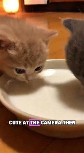 Cute kittens asking for a help and this man assisted them 🥹 #animalrescue #animals #animalsafety