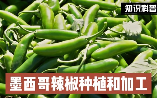 揭秘墨西哥辣椒种植和加工过程
