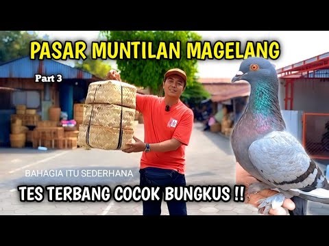 THE JOY OF HUNTING PIGEONS IN MUNTILAN MARKET, MAGELANG, THE CUTE JAMBRONG PART 3