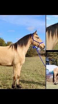 Buckskin Missouri Foxtrotter Gaited Trail Horse For Sale