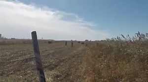1.5K views · 31 reactions | GoPro pheasant hunting action at Double P Ranch | Double P Ranch | Facebook