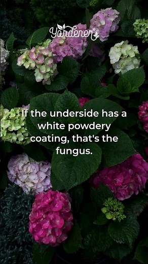 Oakleaf Hydrangea Problems Flip the Leaf — It's Probably Powdery Mildew