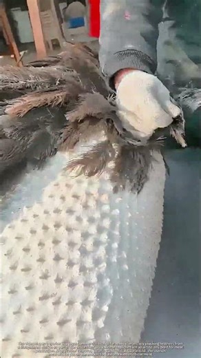 Processing Farmed Ostrich: Manual Feather Plucking for Edible Ostrich Meat