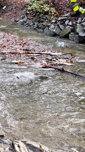 Salmon season in Port Coquitlam brought so much life to our creeks and rivers 🐟✨ From Hyde Creek to the Coquitlam River, their return was a beautiful reminder of our connection to nature. 🍂🌊 #PortCoquitlam #PoCoLiving #SalmonRun #NatureInPoCo #Wildlife #SalmonLover | Poco Living