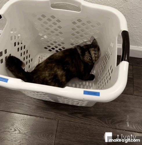 Jasper on Make a GIF