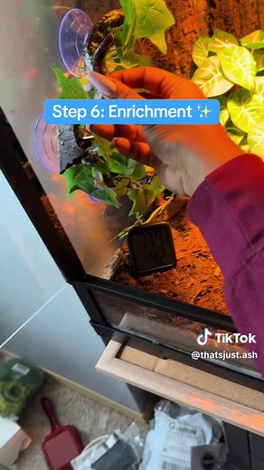 Creating a Perfect Beginner Ball Python Enclosure