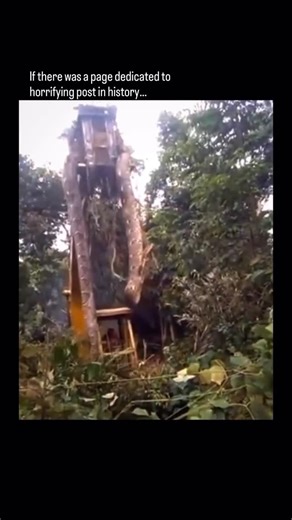 Hauntmare on Instagram: "The giant anaconda is one of the heaviest and most powerful snakes in the world, known for its immense strength and stealth hunting strategy. Unlike venomous snakes, the anaconda relies on pure muscular force, using powerful coils to suffocate prey within minutes by restricting breathing and blood circulation. These massive reptiles can grow between 20 to 30 feet in length and weigh approximately 150 to 250 kilograms, making them one of the largest snake species on Earth