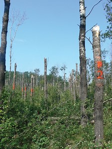 Alberta’s most abundant tree species under threat - Alberta Farmer Express