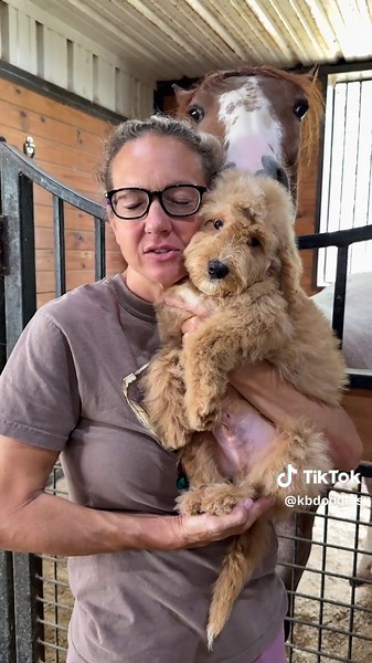 Denali: The Fluffy Mini Bernedoodle You Need