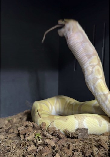 Love watching these guys eat it just never gets old!! #reptilekeeper #python #fyp #hungry #meal #feedingtime