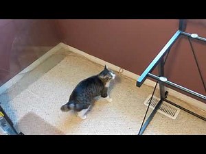 Troller un chat avec une table sans vitre