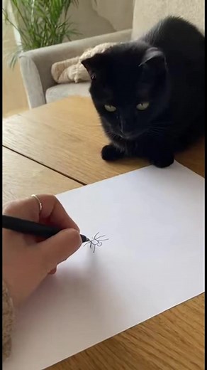4.6M views · 105K reactions | Chat vs. Araignée Dessinée! Un chat...