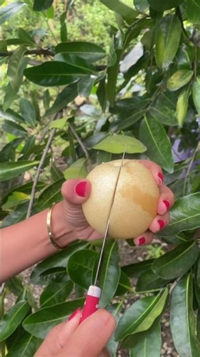 Buah Pir Madu #buahpir