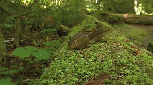 Baby Einstein - World Animal Adventure (2009 DVD)