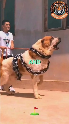 This is Why Alabais are Called the Guardians of Livestock! 🐕⚔️