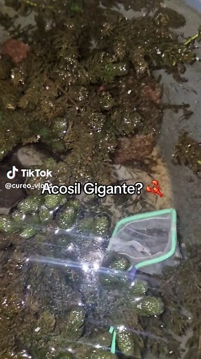 Acosil Gigante: ¿Por qué Crece Tanto?