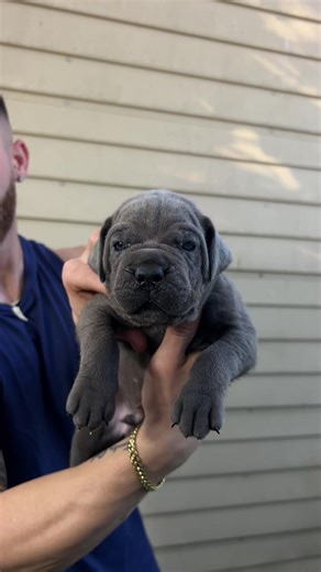 Understanding the Cane Corso: A Guide to a Noble Breed