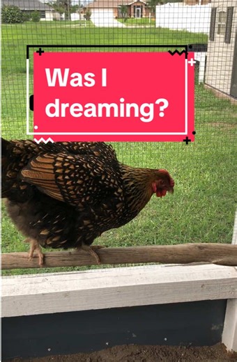 vrock_backyardflock on TikTok