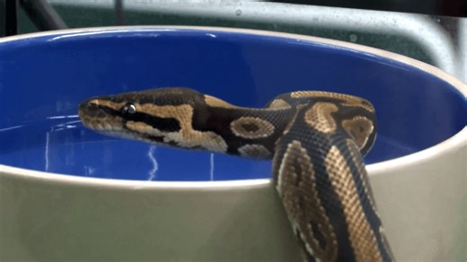 Ever lost a pet? Try losing a pet 6-foot-long boa constrictor