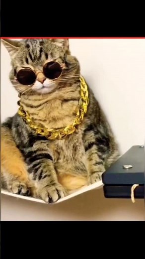 Is This The Most Famous Cat Ever?#facts